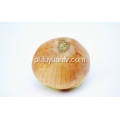 Professional Exporting New Season Fresh Yellow Onion